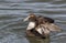 Eider Duck wings spread, a large sea duck at the Barnegat Inlet, New Jersey