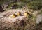 Eider duck youngsters in nature at sunny day