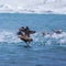 Eider ducks taking off for flight on an arctic lake