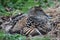 Eider mother sitting on nest