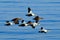 Eider, Somateria mollissima, flock of birds, beautiful sea birds flying above the dark blue sea water, Helgoland