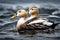 Eider spends most of its life in the sea at a short dancing on waves Generated AI