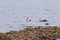 Eiders and ducklings