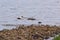 Eiders and ducklings