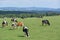 Eifel in Germany with cows