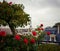 Eiffel tower, rooftop and roses