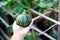 Eight ball squash in Asian man hand fresh harvest bamboo trellis background, baby winter gourd with faint vertical ridges,