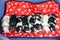 Eight beautiful Basset hound puppies lie and sleep together