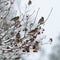 Eight bohemian waxwings sitting and feeding on a rowan tree