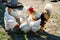 Eight chicken and rooster peck feed