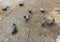 Eight city pigeons eat bread on wet concrete after rain