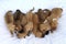 Eight cute brown puppies on a white blanket