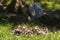 Eight cute brown and yellow Mallard ducklings lying in grass huddling together