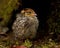 Eight days old quail, Coturnix japonica.....photographed in nature