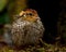 Eight days old quail, Coturnix japonica.....photographed in nature