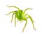 Eight eyed,green Huntsman spider over white