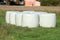 Eight freshly made large hay bales wrapped in nylon protection for preservation left in two rows at local field on uncut grass