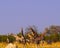 Eight giraffes standing at waterhole at Savuti Game Reserve