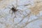 Eight legged brown wolf-spider on a rock