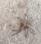 Eight legged Spider on the concrete floor