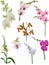 Eight light isolated orchid branches collection