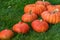 Eight orange pumpkins lie diagonally from left to right on green grass