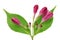 Eight pink summer flowers buds of garden decorative bush on twi