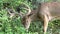 Eight point buck enjoying some grass