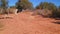 Eight point mule deer buck walking across a dirt road