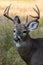 Eight Point Whitetail Buck Deer Portrait with Antlers