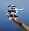 Eight-spotted skimmer (Libellula forensis)