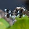 An eight-spotted skimmer Libellula forensis dragonfly perched on a tree branch up close showing off beautiful black and white