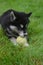 Eight Week Old Alusky Puppy Dog Laying in Grass