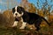 Eight weeks old puppy Old English Bulldog