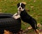 Eight weeks old puppy Old English Bulldog