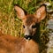 Eight weeks young wild Roe deer, Capreolus capreolus