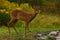 Eight weeks young wild Roe deer, Capreolus capreolus