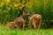 Eight weeks young wild Roe deer, Capreolus capreolus