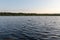 Eight white swans in a blue lake on sunset