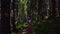 Eight year old boy walking on a path in the shade of the pine trees