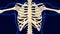 Eighth bone of Rib cage Anatomy for medical concept 3D