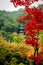 Eikando pagoda and autumn foliage - Kyoto, Japan