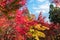 Eikando temple at peak autumn foliage.