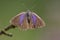 Eikenpage, Purple Hairstreak, Favonius quercus