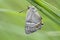 Eikenpage, Purple Hairstreak, Favonius quercus