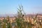 Eilat resort. Birds in the Reeds