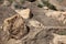 Ein Gedi Oasis in the Desert Landscape