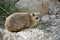 Ein Gedi Rock Hyrax