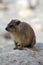 Ein Gedi Rock Hyrax