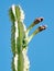 Ein Gedi San Pedro Cactus buds 2010